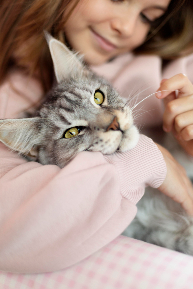 Gatto